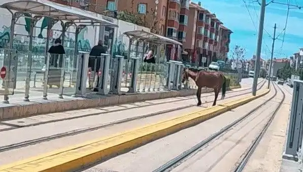Eskişehir Tramvay Raylarında Başın Boş At Görüntüsü Şaşkınlık Yarattı