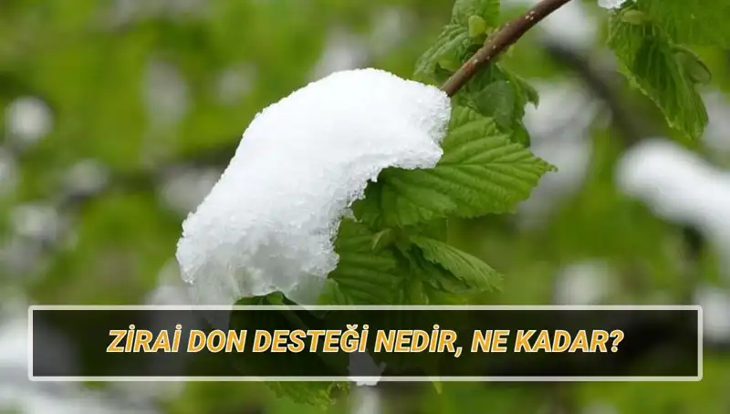 Zirai Don Desteği Açıklıkları: Kimler Ne Kadar Alacak?