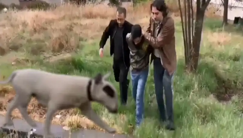 430 Bin Lira Değerindeki Şampiyon Köpek Hırsızı Tutuklandı!