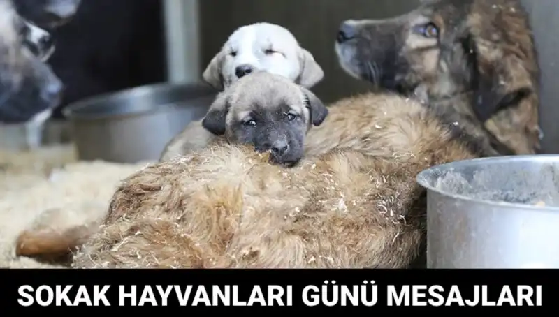 Dünyanın Dört Bir Yanında Sokak Hayvanları: Özel Günü ve Mesajları