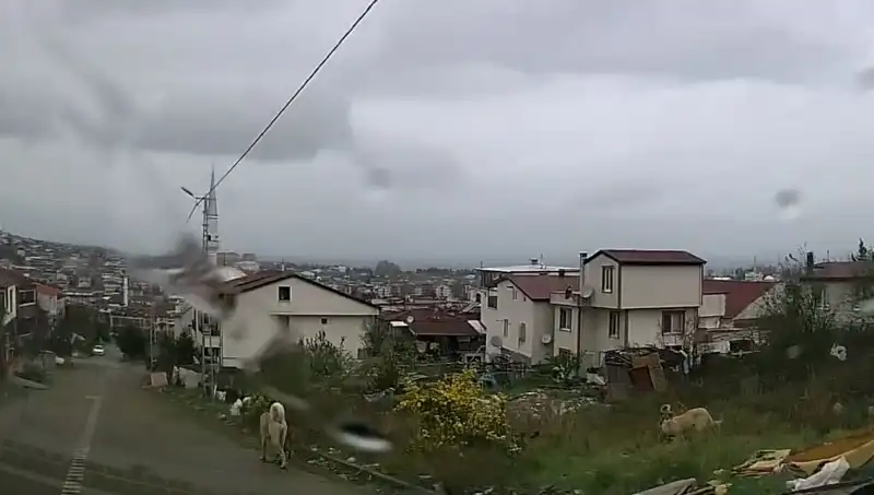 Sahipsiz Köpeklerin Saldırısı: Küçük Çocuk Hayat Mücadelesi Veriyor