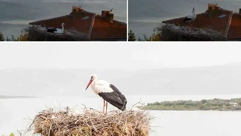 Yaren Leylek Depremi Önceden Hissetti: Doğa Nasıl Bir Alarm Verdi?