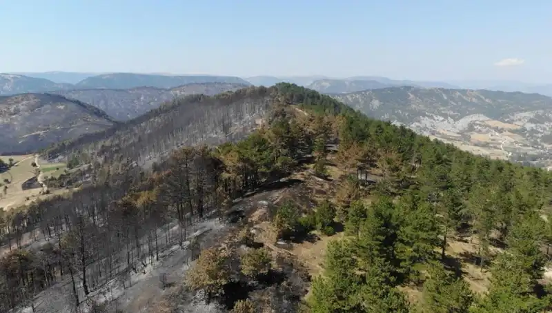 Bolu'da Çevre Hareketi: 5 Milyondan Fazla Fidan Toprakla Buluşuyor