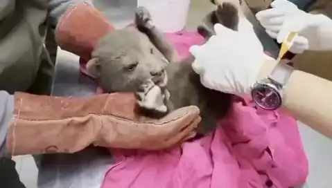Karabük’te Şaşırtan Gelişme: Yavru Bozayı Bulundu