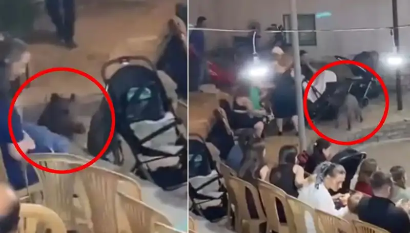 Düğün Töreninde Yaşanan Yaban Domuzu Paniği Misafirleri Şaşırttı