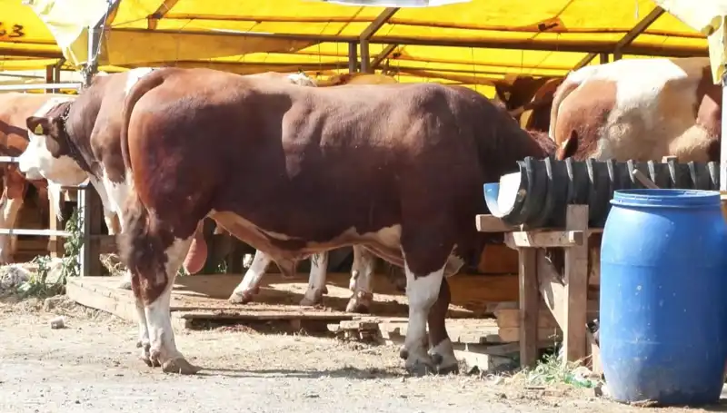 Kurban Pazarı Hareketliliği: Alım Satımda Beklentiler ve Fiyatlar