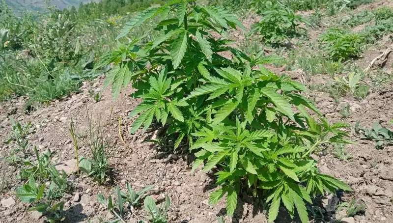Bingöl’de Dev Operasyon: Kaçak Tütün ve Kenevir Ele Geçirildi