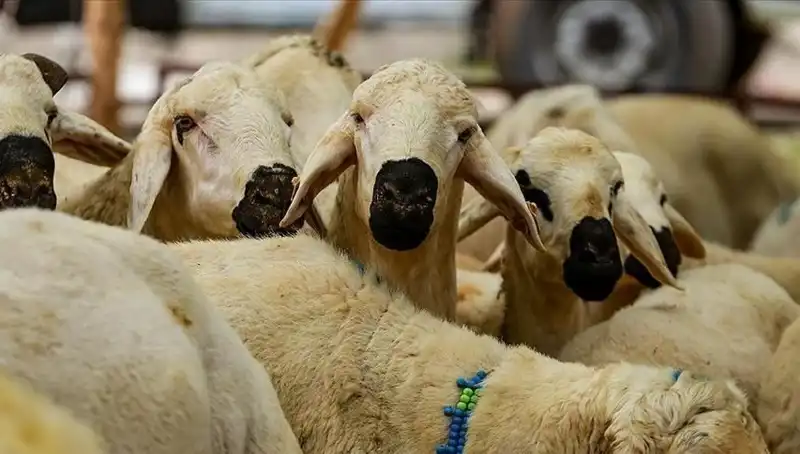 2023 Kurban Bayramı Ne Zaman? 9 Günlük Tatil Müjdesi Gelecek mi?