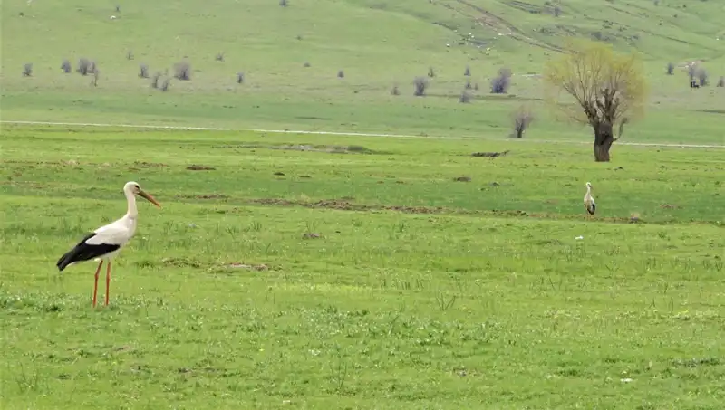 Leylekler Yaz Mevsiminde Muş Ovası’na Neşeyle Dönüyor