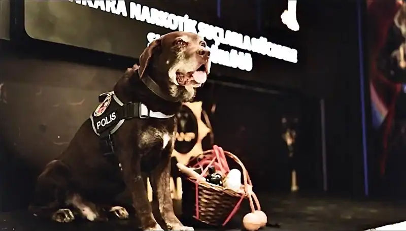 11 Yıl Sonra Emekli Olan Narkotik Köpek Toma: Ankaralıların Kahramanı