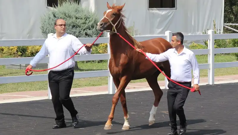 Dünyanın En Büyük Taşkınları: Taşkın Kral Rekor Kırıyor