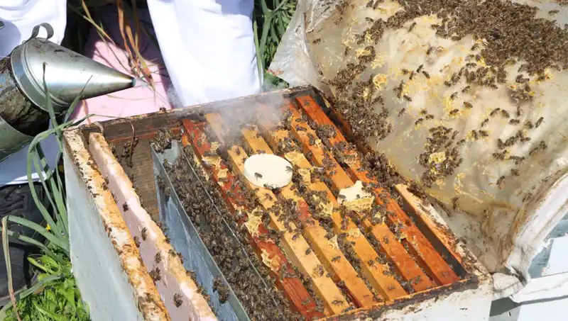 Ata Mesleği Arıcılığı Sürdüren Genç, Yurt Dışından Sipariş Almaya Başladı!