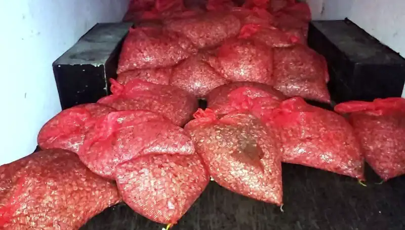 Samsun'da Tek Seferde 1,5 Ton Kaçak Midye Ele Geçirildi!