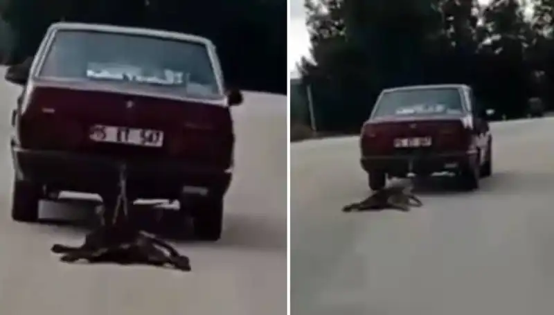Otomobilin Arka Tarafına Bağlı Köpek, Feci Bir Şekilde Sürüklendi!