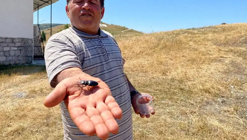 Sivas’ta Tespit Edilen Böceği Öldürmenin Cezası 557 Bin TL!