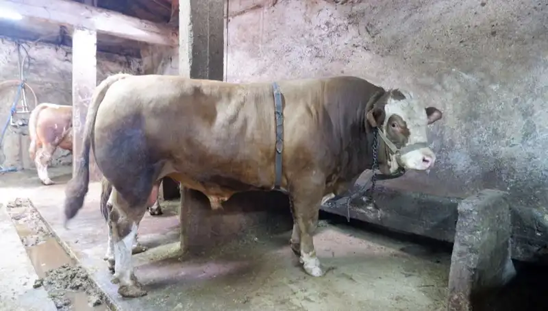 1 Ton 200 Kilo Ağırlığında Dev Ürün, Alıcısını Buldu!