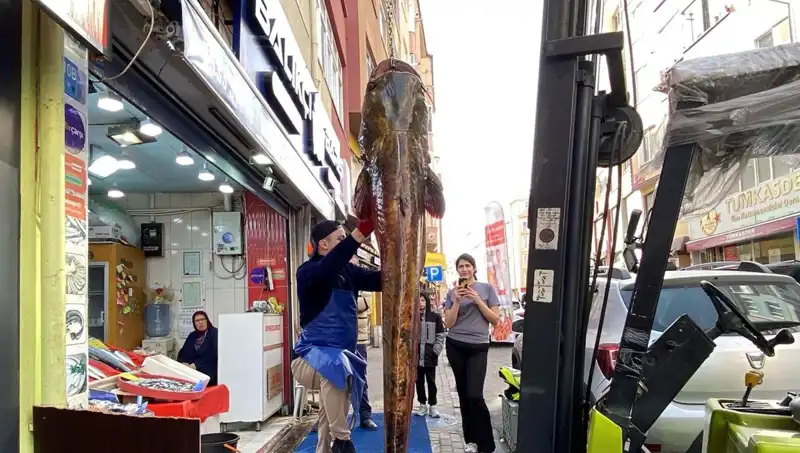 Meriç Nehri'nde Yakalanan Dev Palamut: Tam 3 Metre ve 450 TL