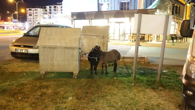 Yola Düşen "Mor Karaman" Koyunları: Terkedilmiş Hayvanlara Dikkat Çekiliyor