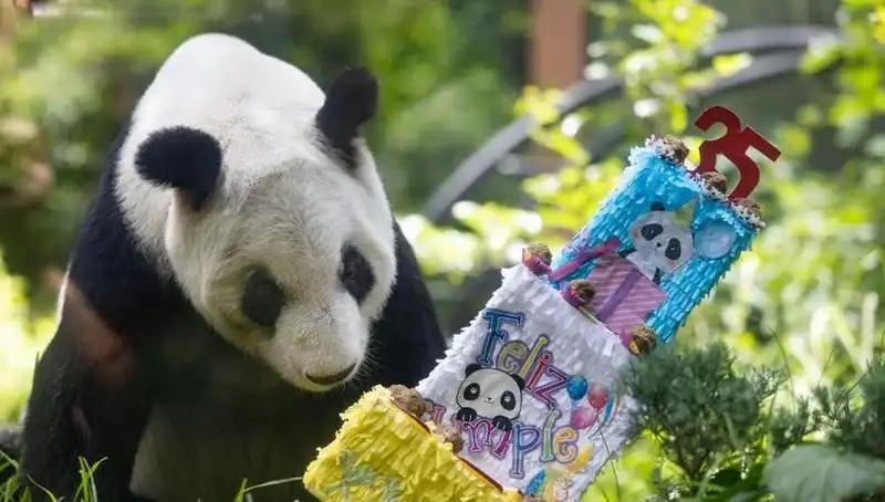 Dev Panda Xin Xin, 35. Doğum Gününde Kutlama Coşkusu Yaşadı
