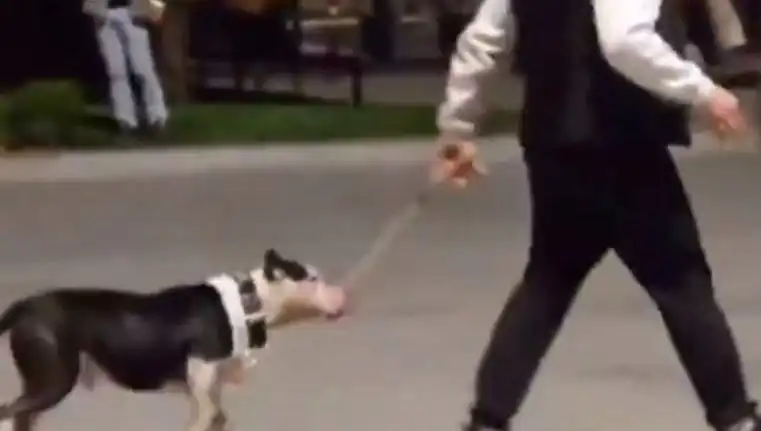 Ağızlıksız Pitbull'un Saldırısı: Sahibine Ciddi Para Cezası Verildi