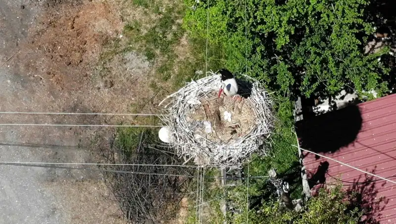 Baharın Müjdecisi: 22 Yıldır Aynı Yerde Yuvasını Kuran Kuş
