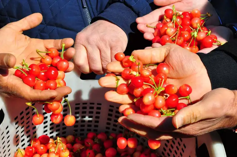 İlk Hasat Göz Kamaştırdı: 3.500 TL'den Alıcı Buldu!