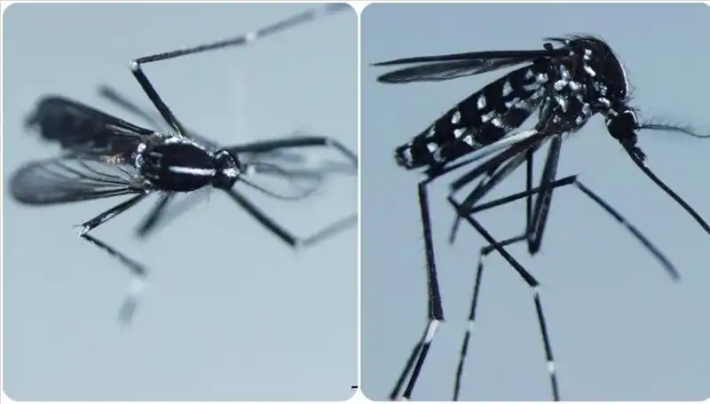 Chikungunya Virüsü Nedir? Küresel Yayılımı ve Belirtileri Hakkında Bilmeniz Gerekenler