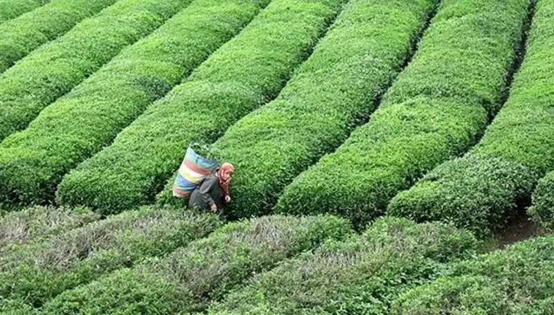 ÇAYKUR, Bayramda Yaş Çay Alımına Devam Edecek: Çay Severlere Müjde!