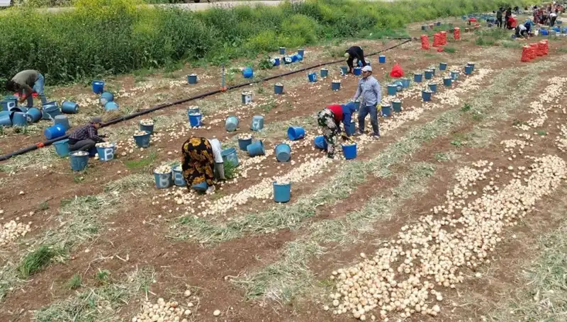 Soğan Hasadı Başladı: Fiyatlar Ciddi Oranda Düştü, Alacaklar Dikkat!