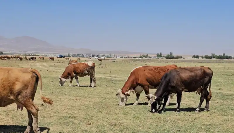 Arin Gölü'nün Kuruması: Kıtlık Kapıda, Su Krizi Büyüyor
