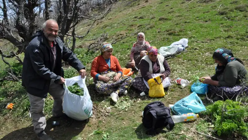 Yüzlerce Ailenin Geçim Kaynağı: 5 Saatlik Yürüyüşle Toplanan Değerli Mantarlar