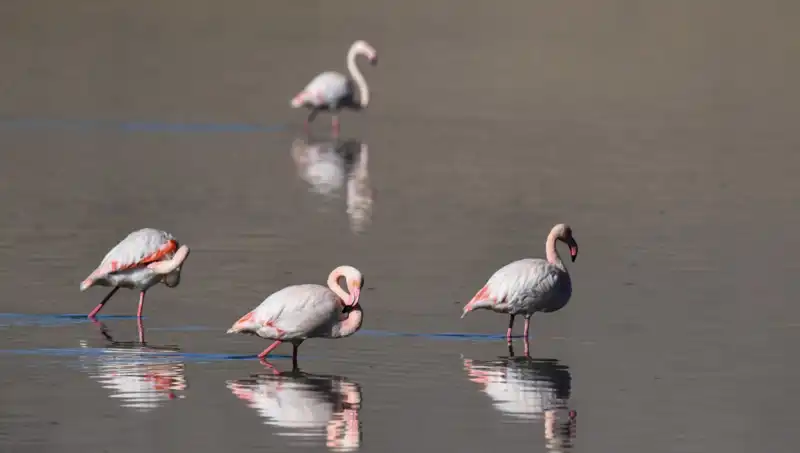 Kuraklık Türkiye'nin Kuş Cennetini Tehdit Ediyor: Flamingo Sayısı Düşüşte