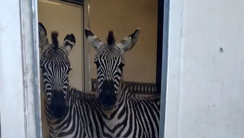 Sınırda Durdurulan Minibüsten Şaşırtan Hayvanlar: 2 Zebra, 6 Maymun ve Daha Fazlası