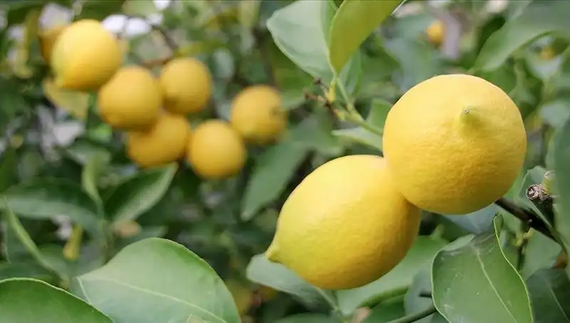 Limonun Fiyatı 24 Lirayı Geçti: Tüketiciler Ne Yapacak?